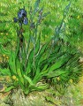 Die Iris Vincent van Gogh